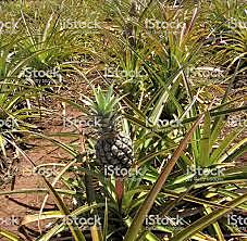 cultivo de piña