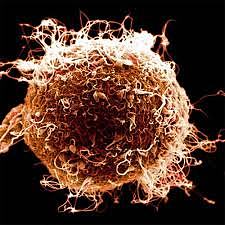 William Bayliss y Ernest Henry Starling descubrieron la secretina, primera sustancia que recibió el nombre de hormona.