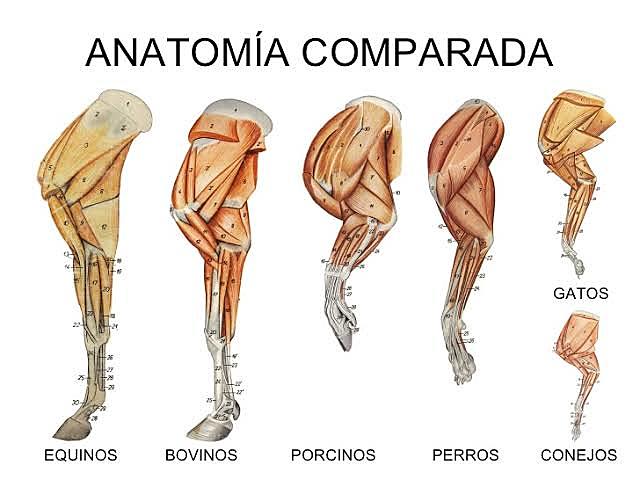 Anatomía comparada