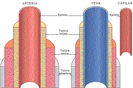 Fabricius ab Aquapendente descubrió las válvulas venosas.
