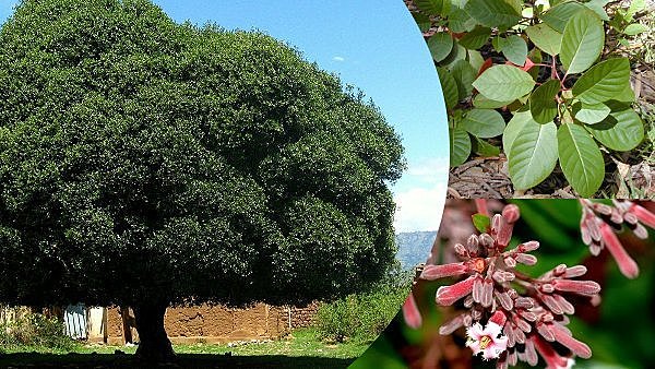 Juan de Vega descubrió en Perú la corteza de chinchona (quina).