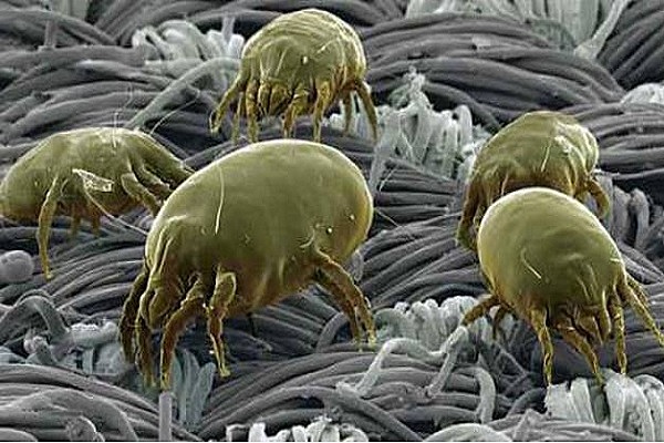 Giovanni Cosimo Bonomo describió al ácaro Sarcoptes Scabeii.