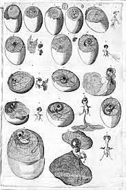 En De formatione ovi et pulli, Gerolamo Fabrizi D’Acquapendente, describió la generación y formación del huevo, así como el papel que desempeña el útero en la nutrición del feto. Esta obra puede considerarse el punto de partida de la embriología moderna.
