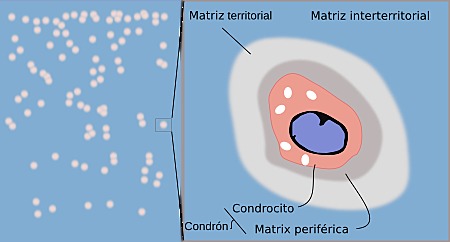 Ramón y Cajal descubrieron la ley del contacto pericelular.