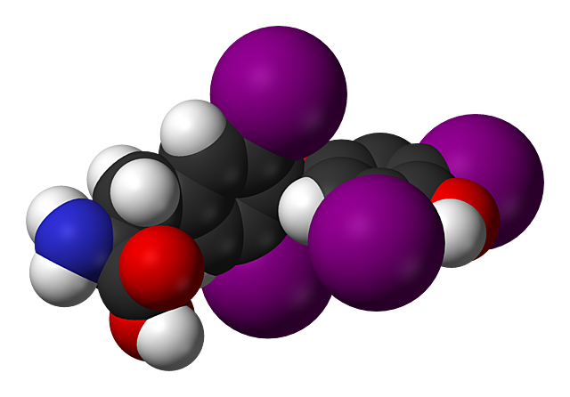 Calvin Kendal aisló la hormona tiroidea.