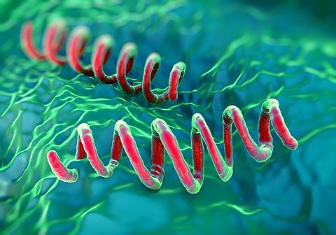 Girolamo Fracastoro, otorga el nombre de sífilis a la enfermedad.