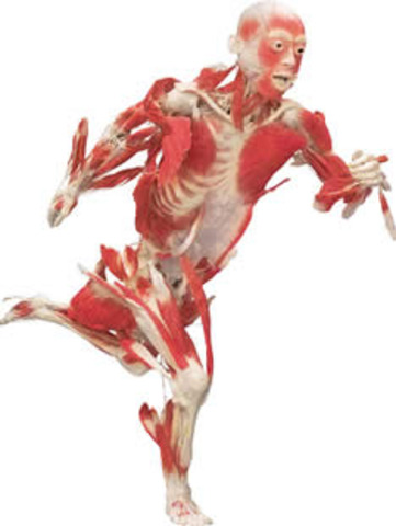 A NOVA ANATOMIA HUMANA