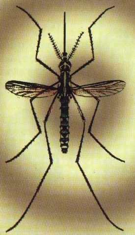 A ERRADICAÇÃO DA FEBRE AMARELA NO RJ