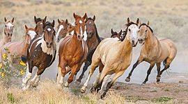 Timeline: Evolución del caballo