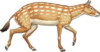 Eohippus (o Hyracotherium)