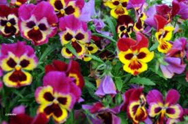 UDABERRIA HEMEN DUGU