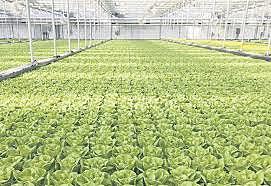 Arrivée de la laitue hydroponique sur le marché québécois