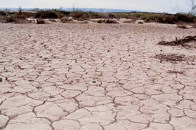 Comienzo de la mayor pérdida vegetal