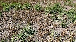 Masiva pérdida vegetal