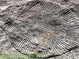 Proterosoikum e agueoon