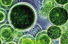 mitmerakuliste organismide teke