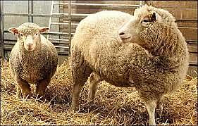 Découverte importante dans le domaine du clonage au Quebec