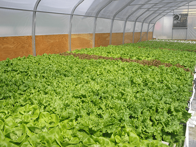 Arrivée de la laitue hydroponique