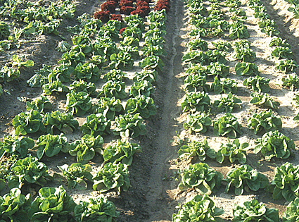 Descoberta de l'agricultura