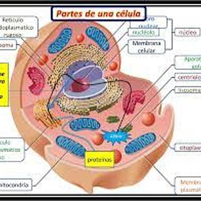 Timeline: teoria celular