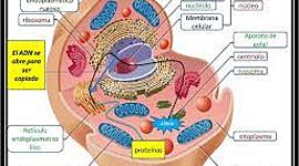 Timeline: teoria celular