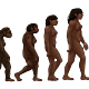 1200px female human evolution 2