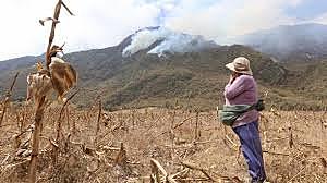 Flora afectada por el incendio el el Pululahua