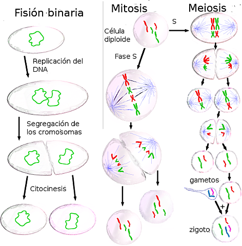 Walther Flemming,Eduard Strasburger y Edourd Van Beneden
