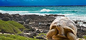 indicios de evolución