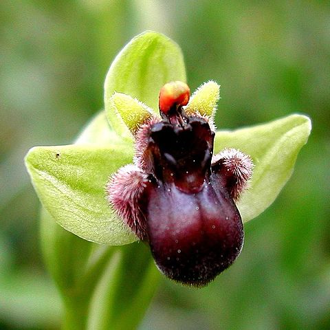 Publica Sobre la intervención de los insectos en la fecundación de las orquídeas
