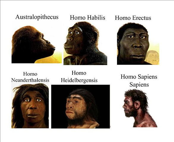 Apareix l'homo