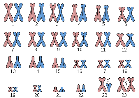 Demostració que els humans tenim 46 cromosomes