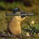 Hamster with a bazooka