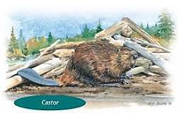 Adoption du symbole du Castor