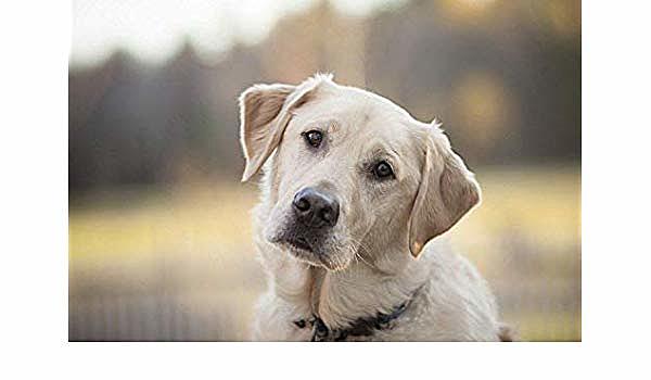 Nacimiento de mi Perro