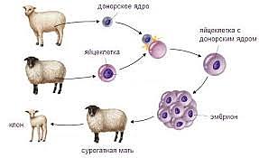 клонирование ссавців