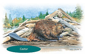 Adoption du symbole du Casto