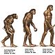 Evolucion humana