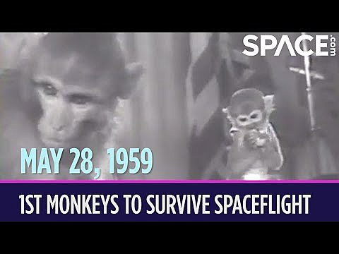 First Creatures Return Alive from Space