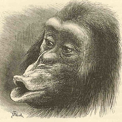 Expression of Emotions in Man and Animals Published