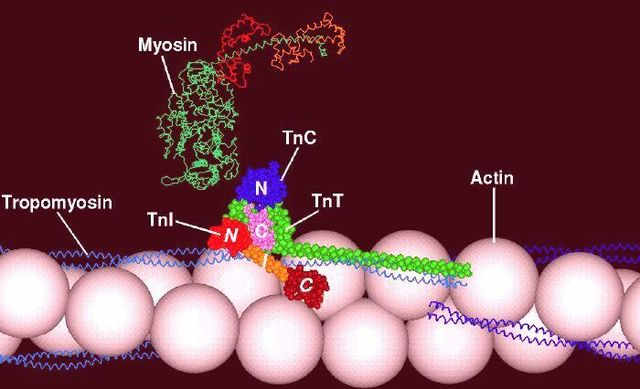 Geroge Beadle and Edward Tatum