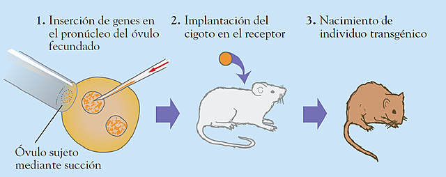 Ratón transgénico