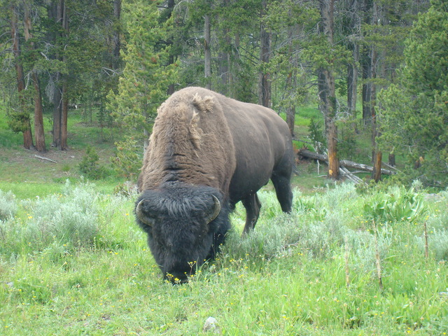 buffalo