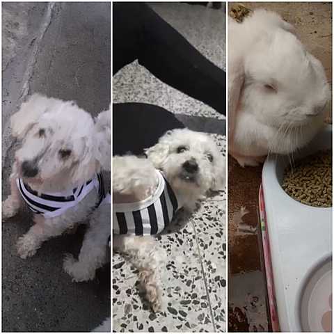 Mis mascotas