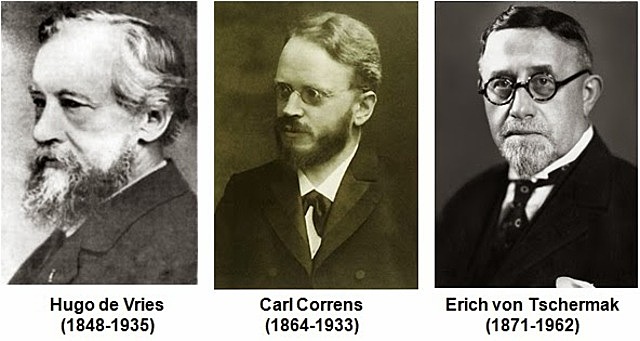 Carl Correns, Hugo de Vries y Eric Von Tschermak