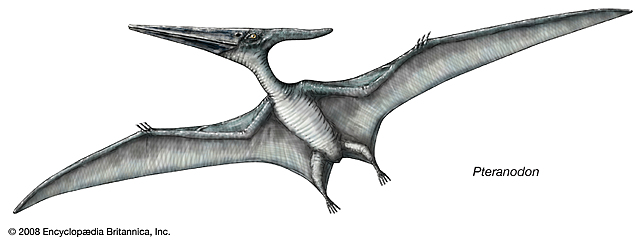 Pteranodon