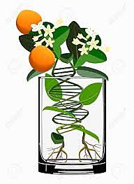 Cultivos de plantas transgénicas