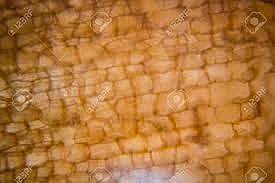 Descubrimiento de las células