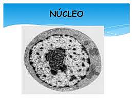 NÚCLEO CELULAR