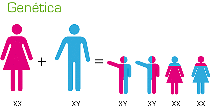 Descubrimiento del Cromosoma X y Y